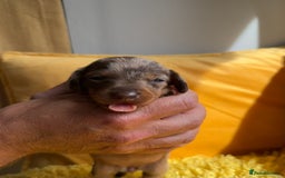 Miniature Dachshund dogs for sale: Miniature Dachshund stunning puppies  - Image 7