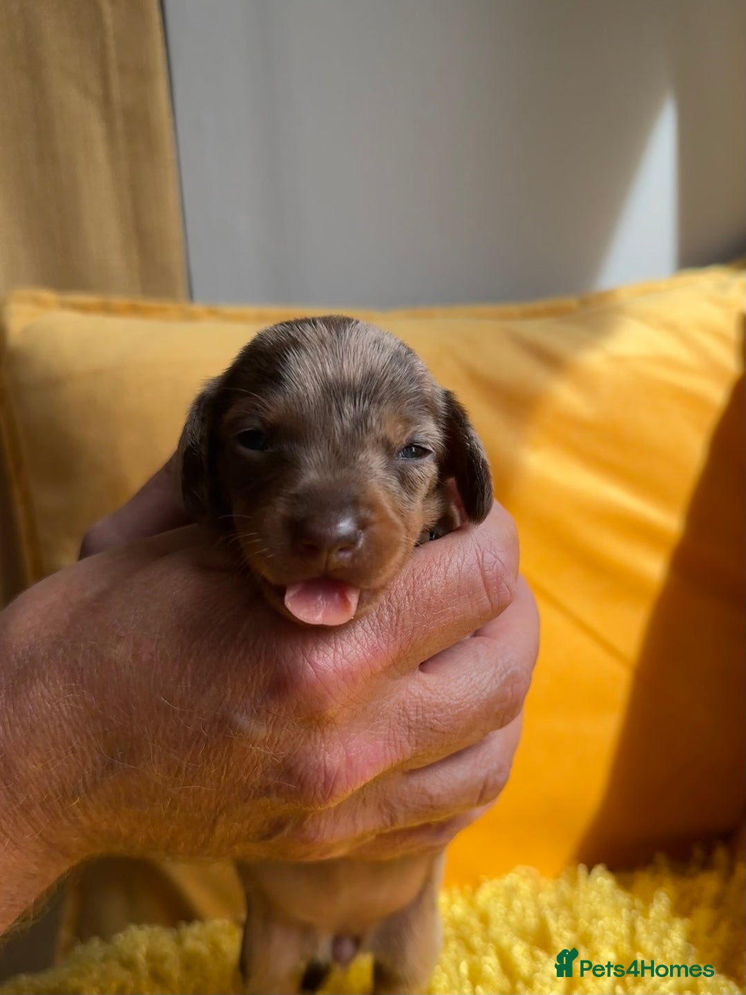 Miniature Dachshund dogs for sale: Miniature Dachshund stunning puppies  - Image 7