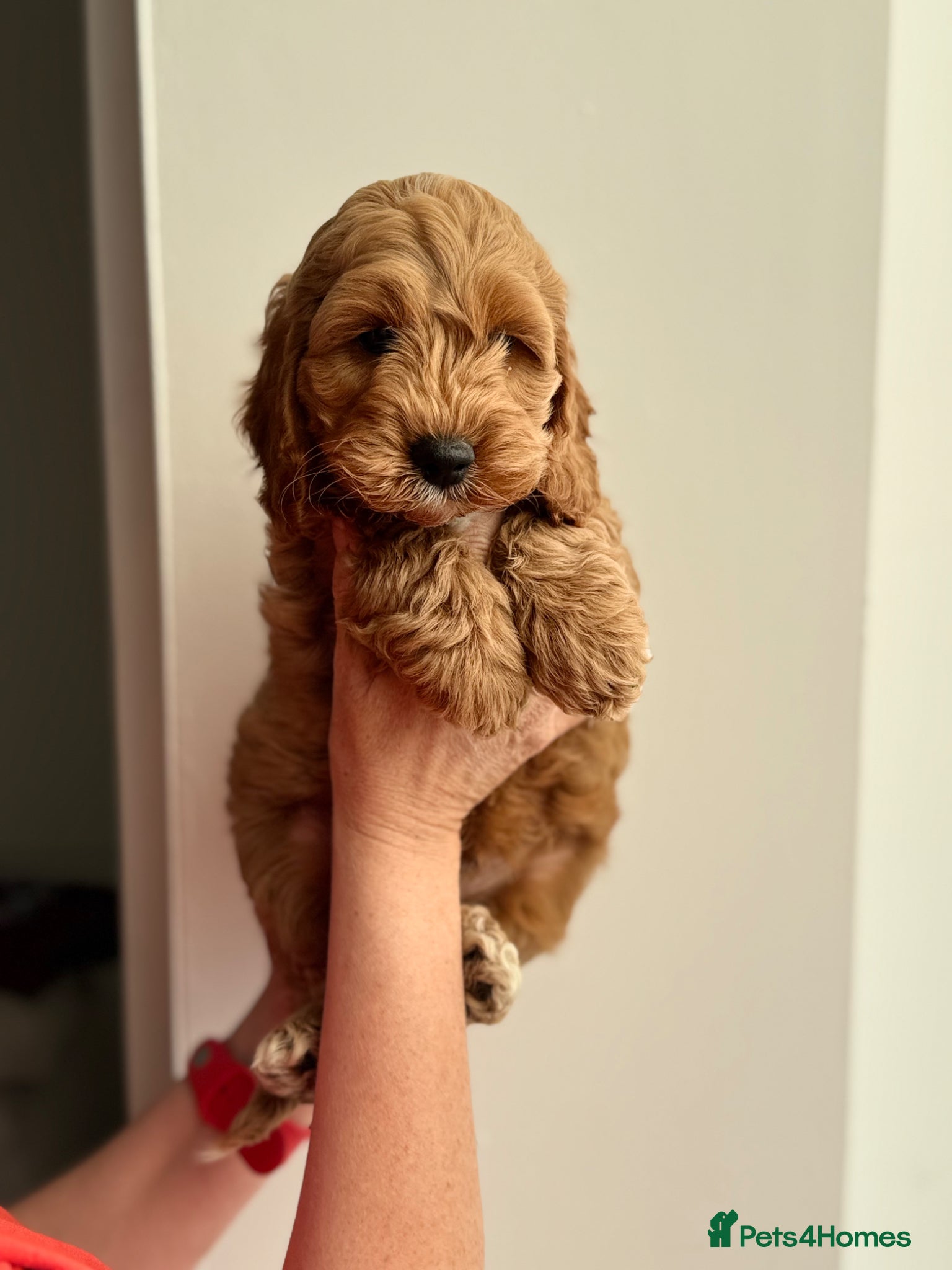 Cockapoo dogs F1 cockapoo puppies 💕READY NOW💕 - Advert 3