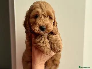 Cockapoo dogs F1 cockapoo puppies 💕READY NOW💕 - Advert 3