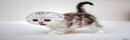 Scottish Fold cats for sale: Scottish Fold Healthy & Socialised - Advert 8