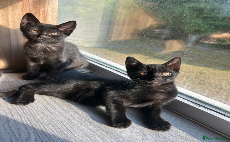 Mixed Breed cats for sale - Advert 3