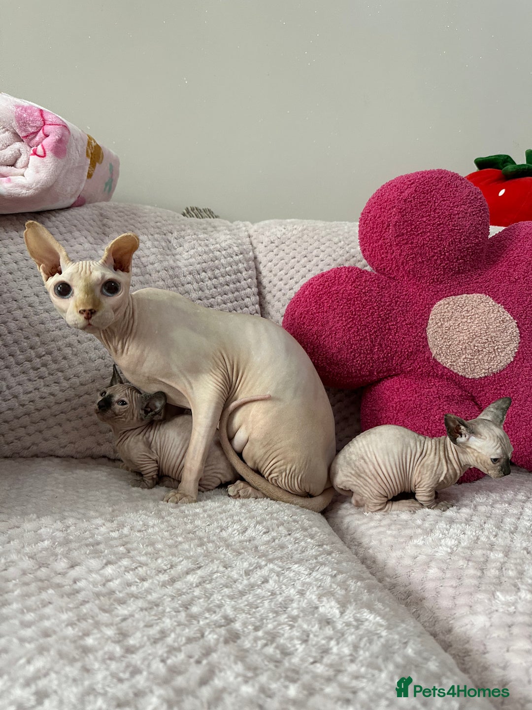 Sphynx cats for sale: Bambino kittens Ready now! - Advert 18