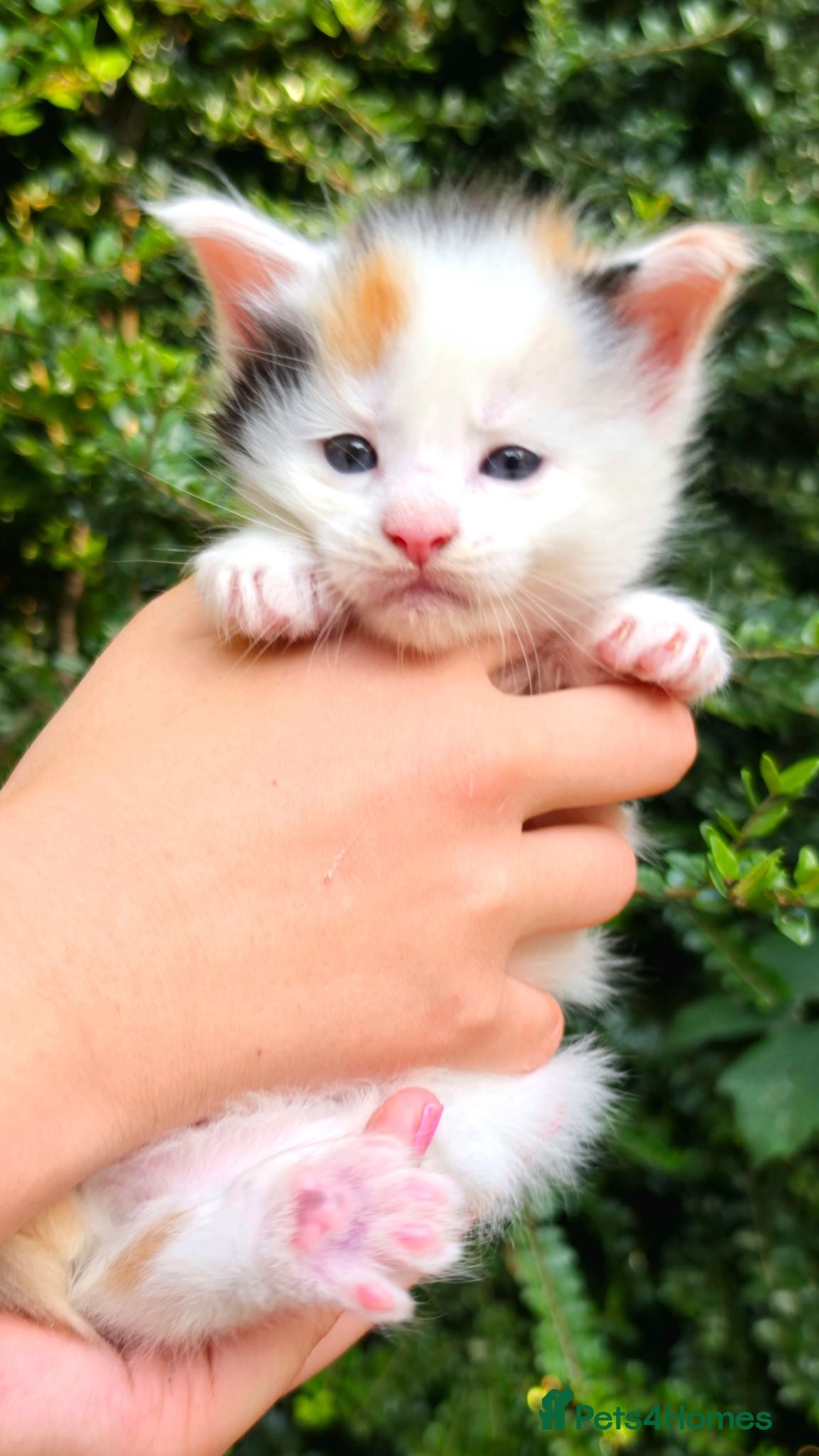 Maine Coon cats Stunning Maine coon kittens  - Advert 1