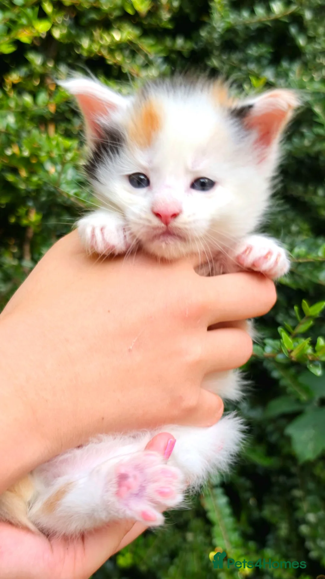 Maine Coon cats for sale: Stunning Maine coon kittens  - Advert 1
