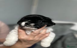 Mixed Breed dogs for sale: 6 beautiful Shih Tzu/Pomerianian puppies !  - Image 2