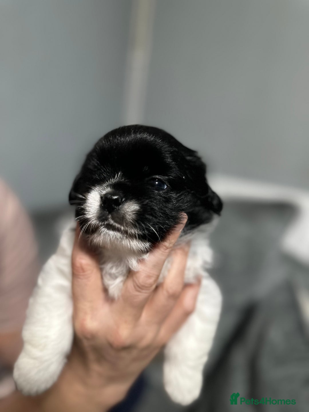 Mixed Breed dogs for sale: 6 beautiful Shih Tzu/Pomerianian puppies !  - Image 2