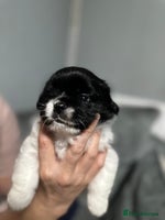 Mixed Breed dogs - Advert 11