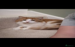 Mixed Breed cats for sale: Beautiful cats need new home! - Image 6