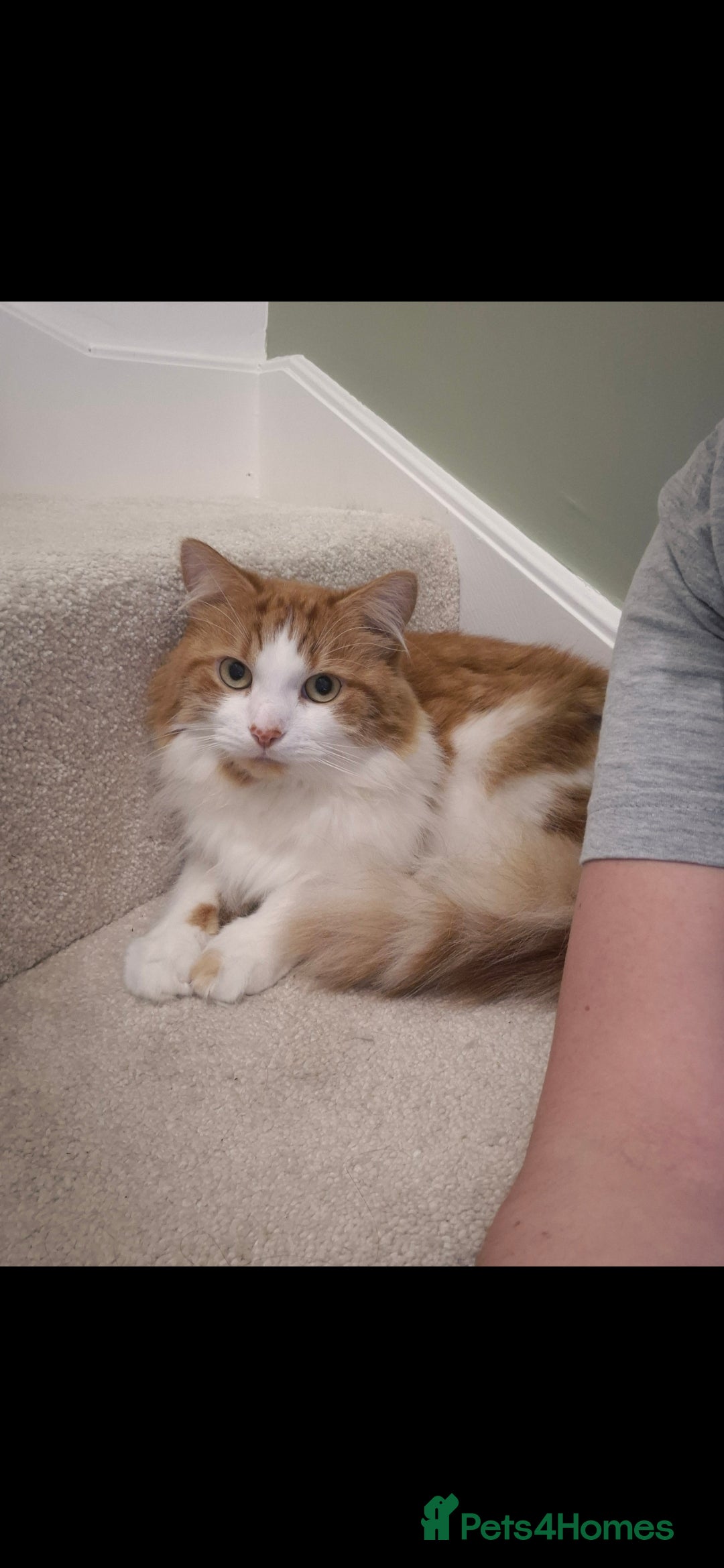 Mixed Breed cats for sale: Beautiful cats need new home! - Image 6