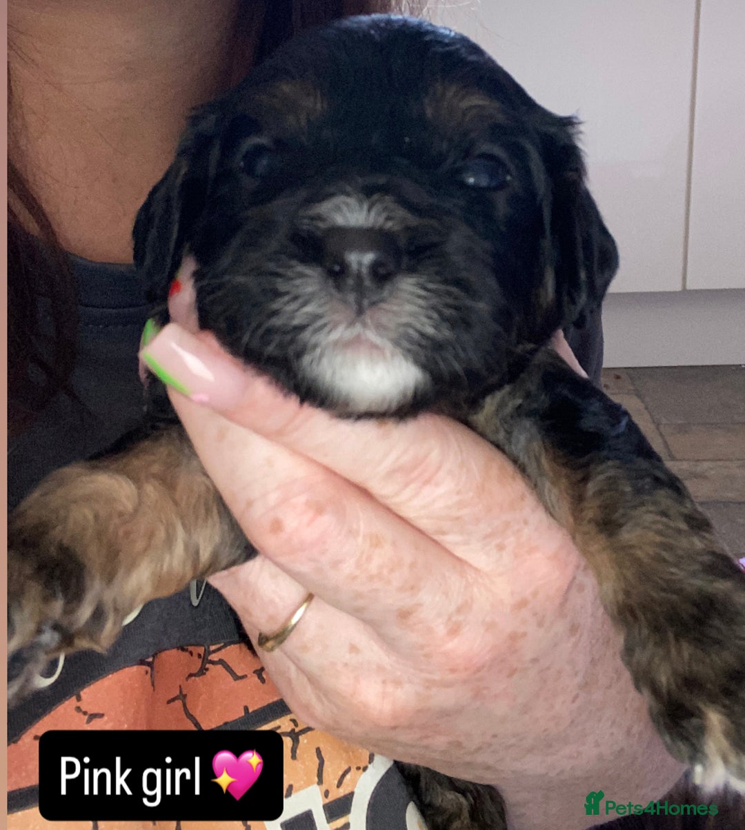 Cavapoo dogs for sale: Beautiful F1 cavapoos phantom 3 girls left 💜💖❤️ - Image 35