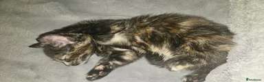 Mixed Breed Kitten 7