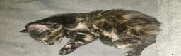 Mixed Breed cats for sale: Adorable kittens looking for new good home  - Advert 28