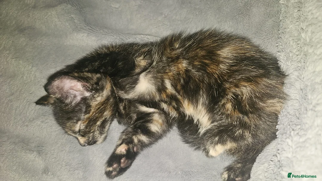 Mixed Breed cats for sale: Adorable kittens looking for new good home  - Advert 28