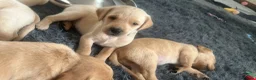 Labrador Retriever dogs for sale: Beautiful KC Registered Yellow Puppies - Advert 8