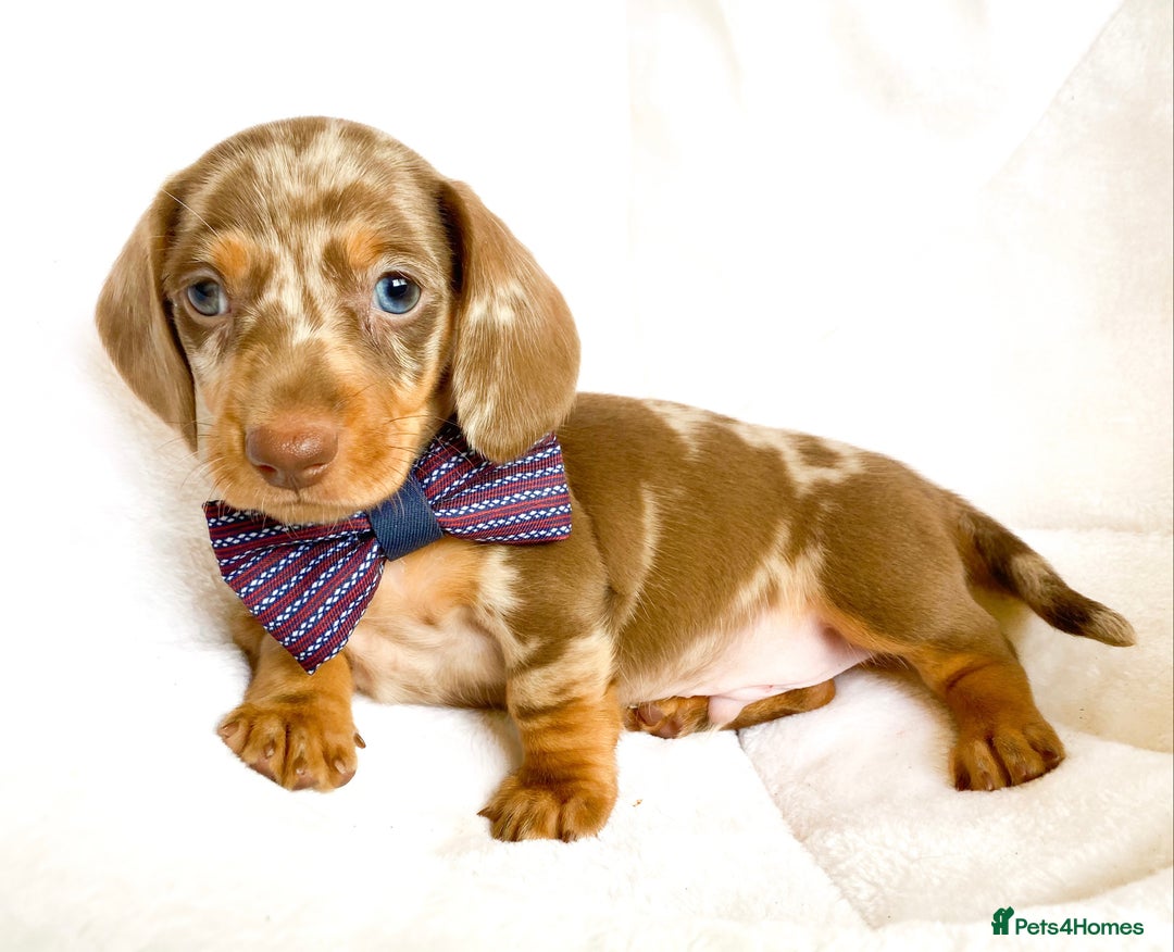Miniature Dachshund dogs for sale: READY NOW PRA CLEAR DACHSHUND PUPPIES - Image 10