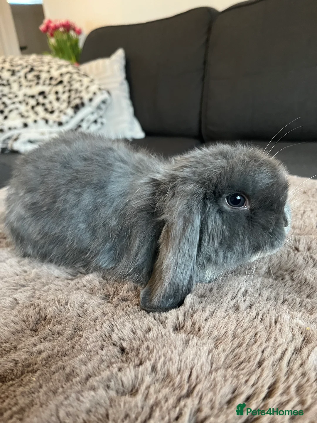 Mini Lop rabbits for sale: Blue Otter Mini Lop Boy  - Advert 2