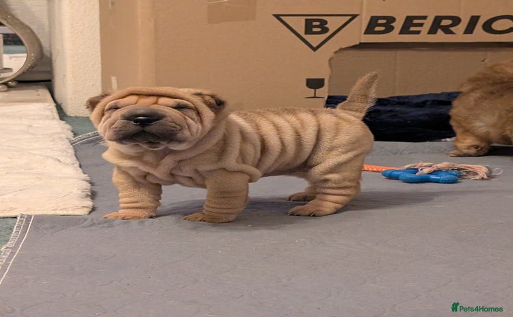 Shar Pei dogs ONLY 1 BEAUTIFUL LITTLE GIRL LEFT!  - Advert 12