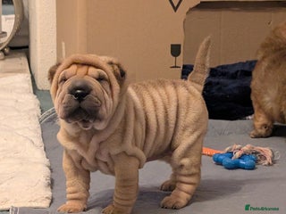 Shar Pei dogs ONLY 1 BEAUTIFUL LITTLE GIRL LEFT! - Advert 17