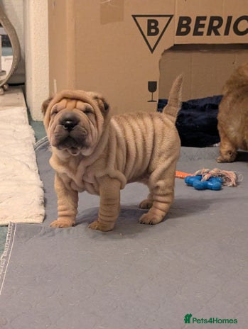 Shar Pei dogs ONLY 1 BEAUTIFUL LITTLE GIRL LEFT! - Advert 3