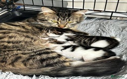 Maine Coon cats for sale: Unique Maine Coon Cross Kittens - Image 1