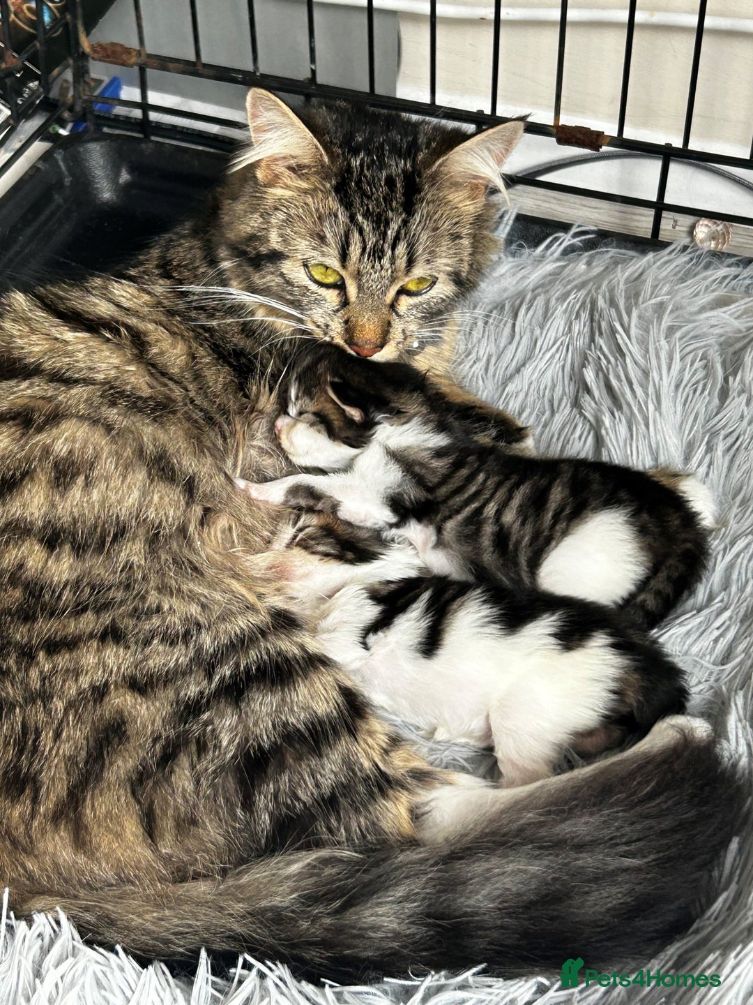 Maine Coon cats for sale: Unique Maine Coon Cross Kittens - Image 1