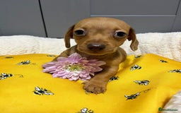 Miniature Dachshund dogs for sale: Min dachshund looking for their forever 🏡 - Image 18
