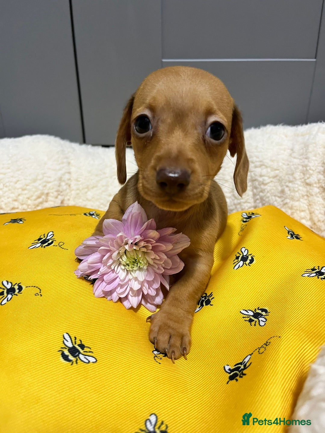 Miniature Dachshund dogs for sale: Min dachshund looking for their forever 🏡 - Image 18