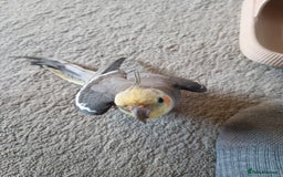 Cockatiels birds for sale: 💛 Pair of Cockatiels. Butters & Bagel 💛 - Image 14