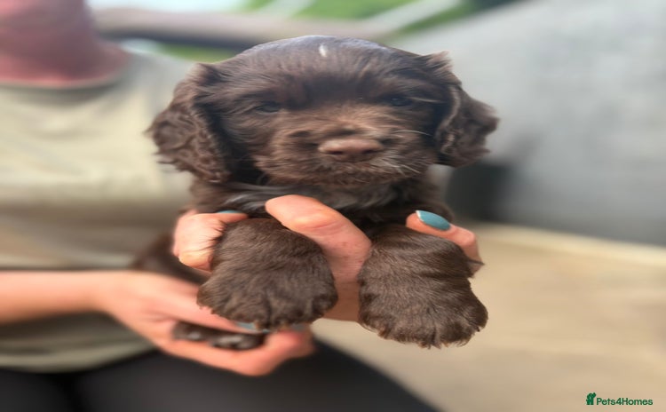 Cocker Spaniel dogs - Advert 1