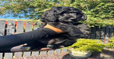 Australian Labradoodle dogs - Advert 6