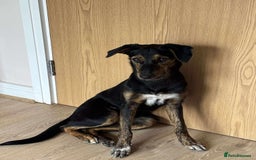 Mixed Breed dogs for adoption: Puppy Rina is waiting for you! - Image 10