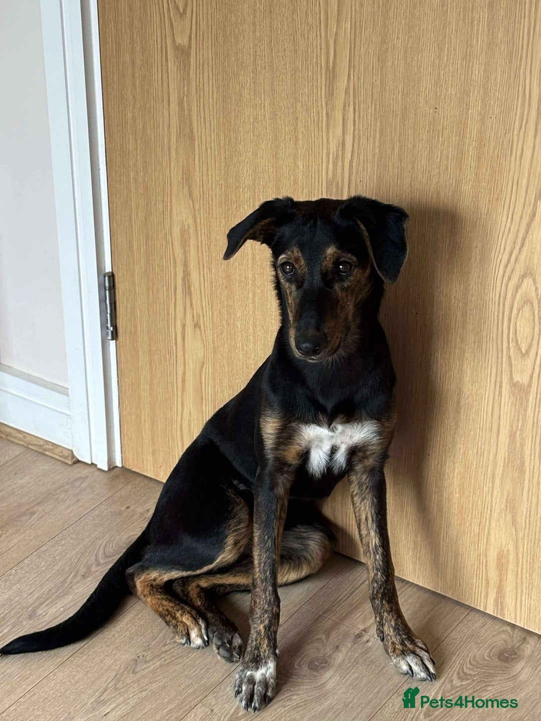 Mixed Breed dogs for adoption: Puppy Rina is waiting for you! - Image 10