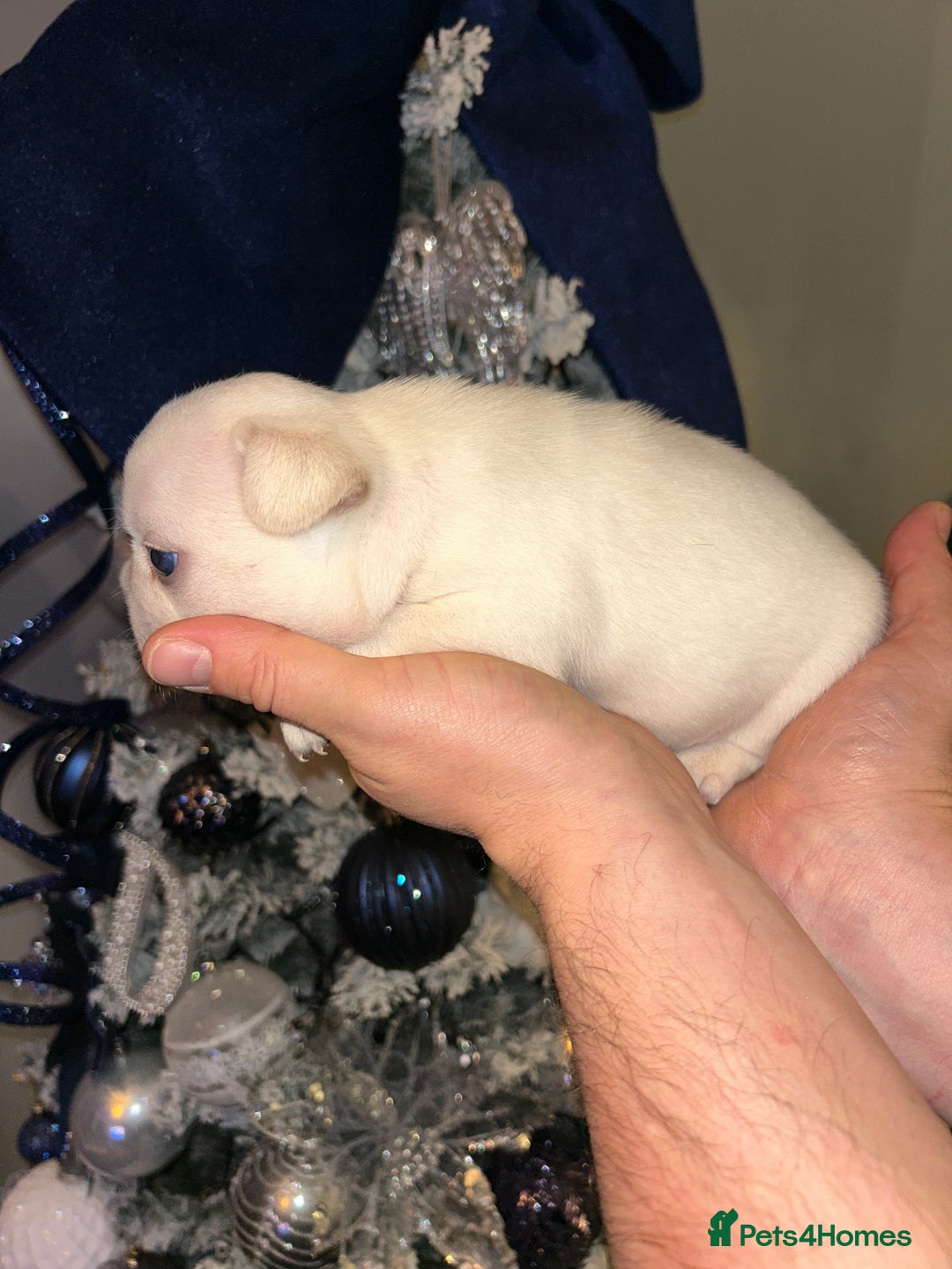 French Bulldog dogs for sale: French fries due to leave 3rd January  - Advert 7