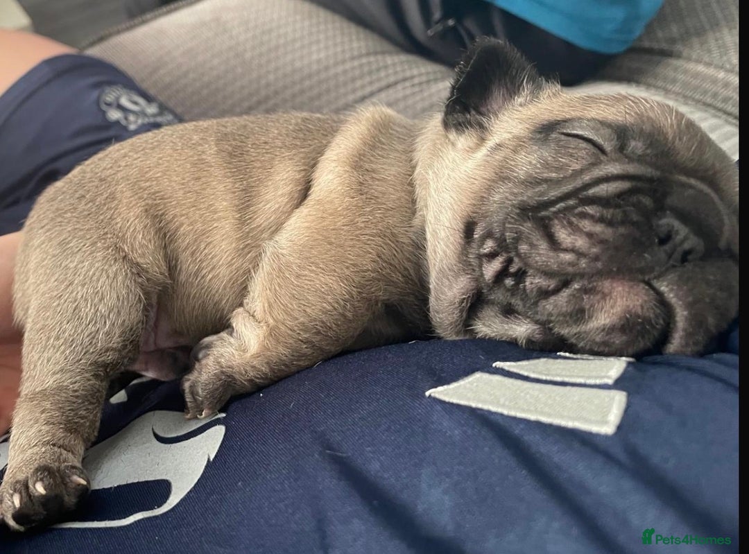 French Bulldog dogs for sale: French Bulldog Puppies PET PRICED  - Advert 18