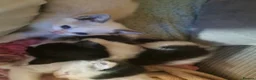 Mixed Breed cats for sale: Bunch of happy kittens in Shildon - Advert 5