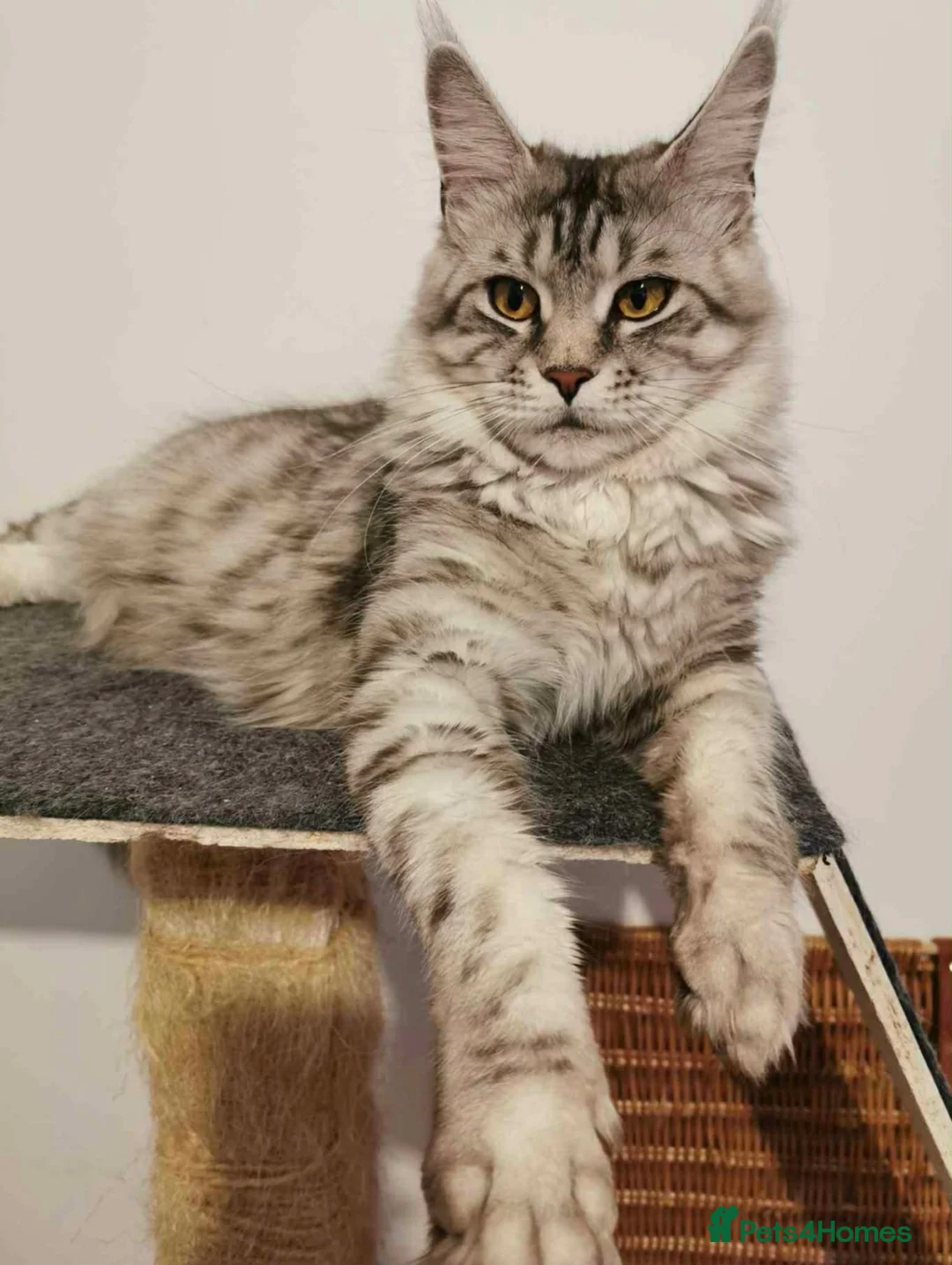 Maine Coon cats for sale: Maine Coon girl. - Advert 1