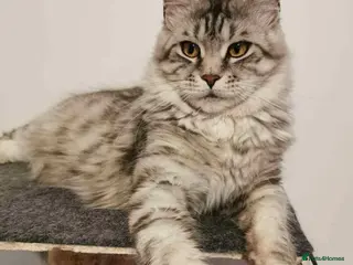 Maine Coon cats Maine Coon girl. - Advert 1