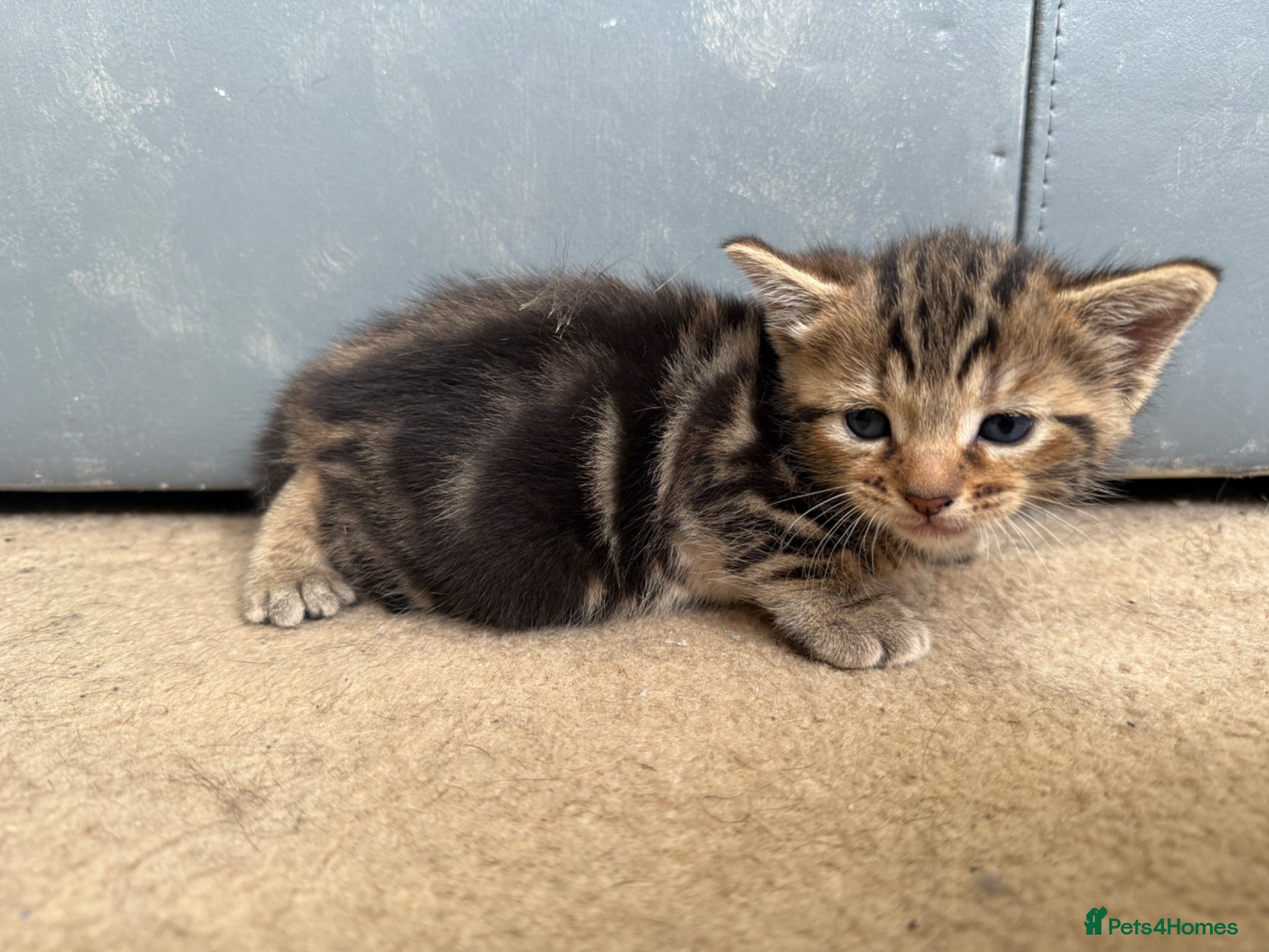 Mixed Breed cats for sale: 3 beautiful kittens  - Advert 6
