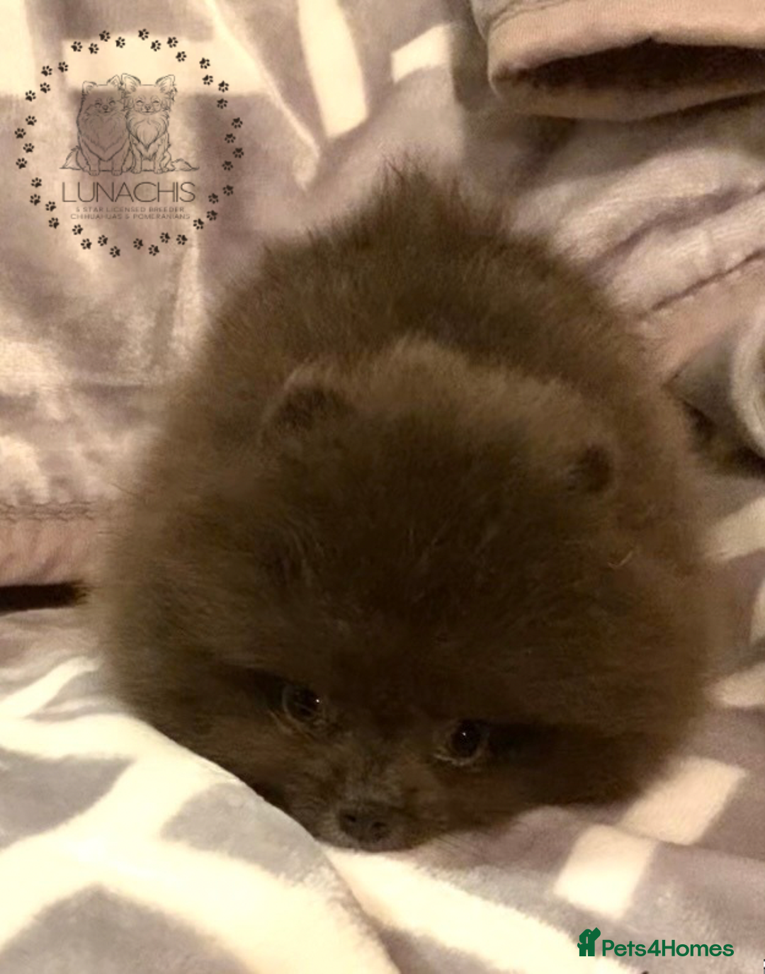 Pomeranian dogs for sale: Stunning Pomeranian puppies - Advert 7