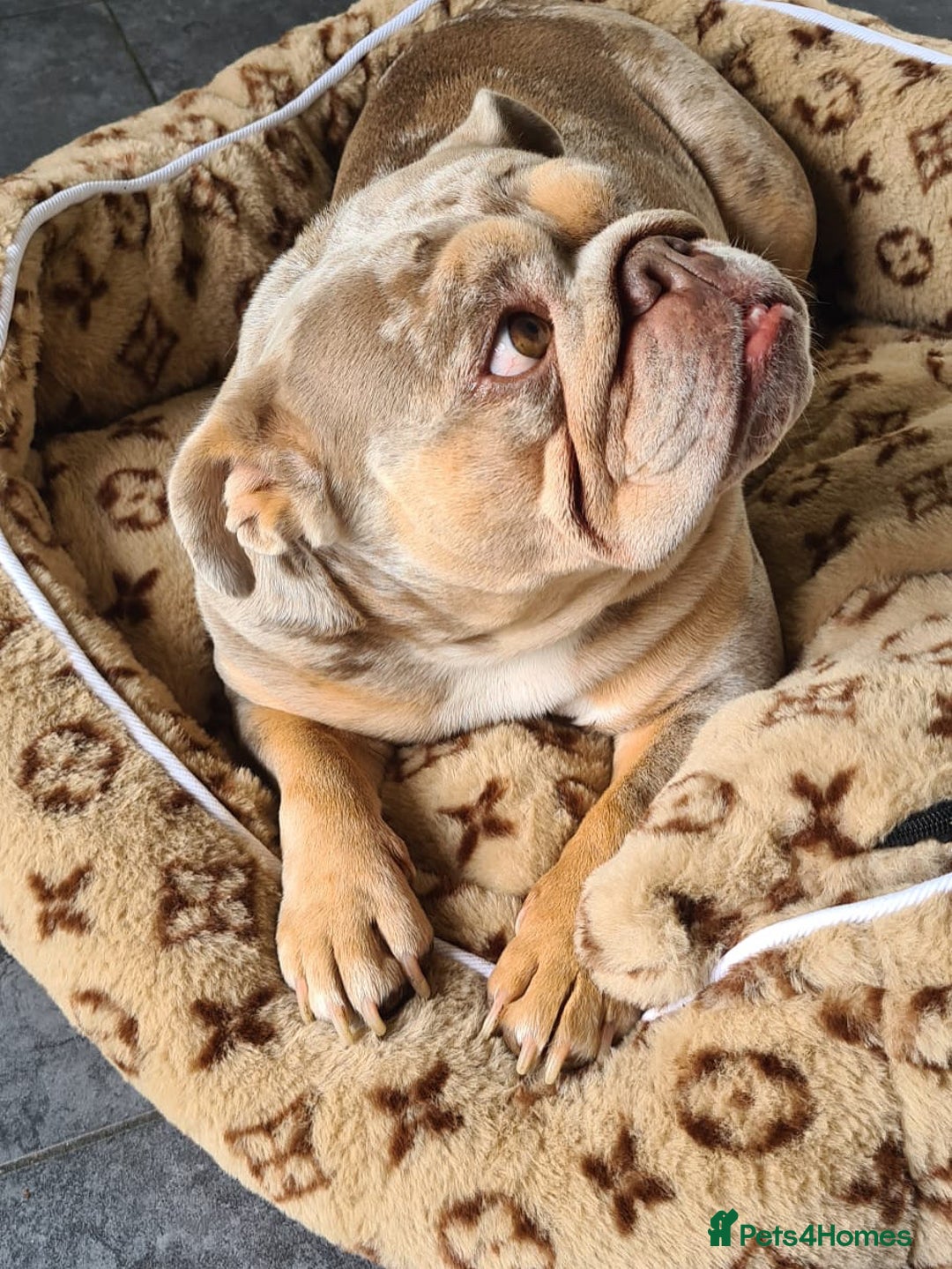 English Bulldog dogs for sale: 👑 Ziggy 👑 English bulldog  - Advert 2