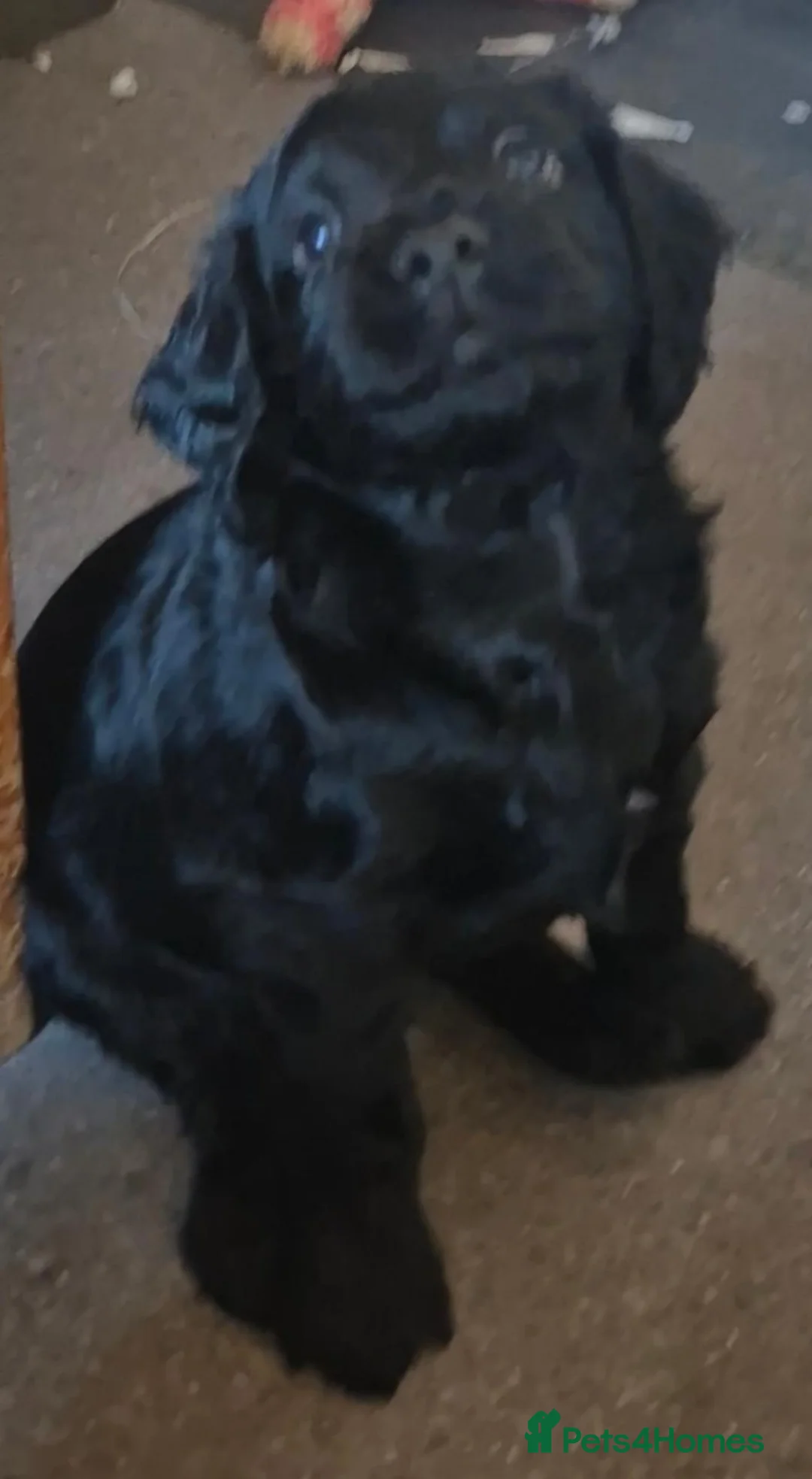 Cockapoo dogs for sale: Last chunky little boy left  - Advert 2