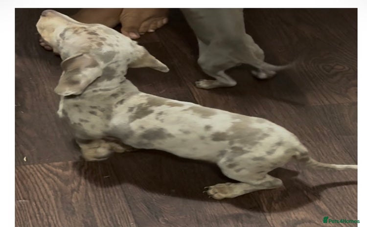 Miniature Dachshund dogs - Advert 14