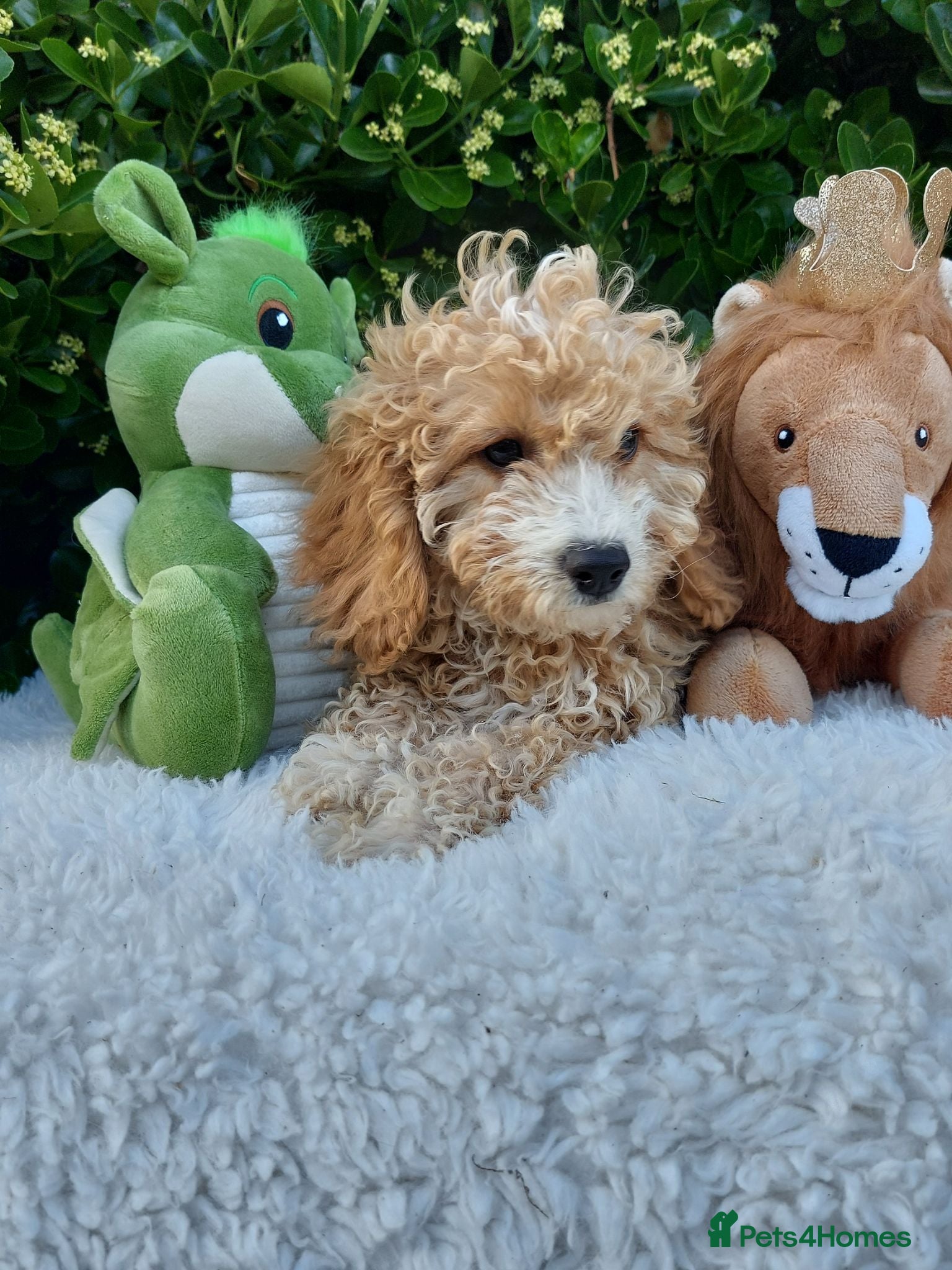 Cavapoo dogs Exceptional F1 Cavapoo Teddy Bears all males - Advert 1