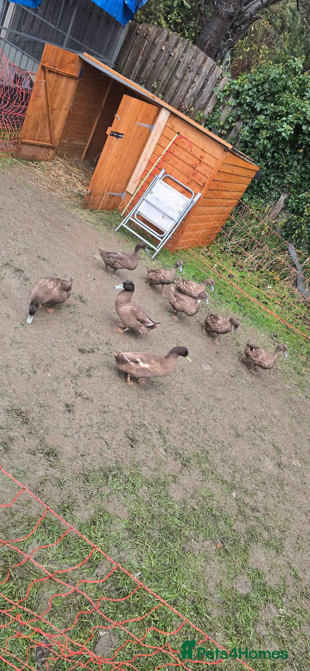 Ducks poultry for sale: Khaki Campbell Duck Hatching Eggs in Sheffield - Advert 5