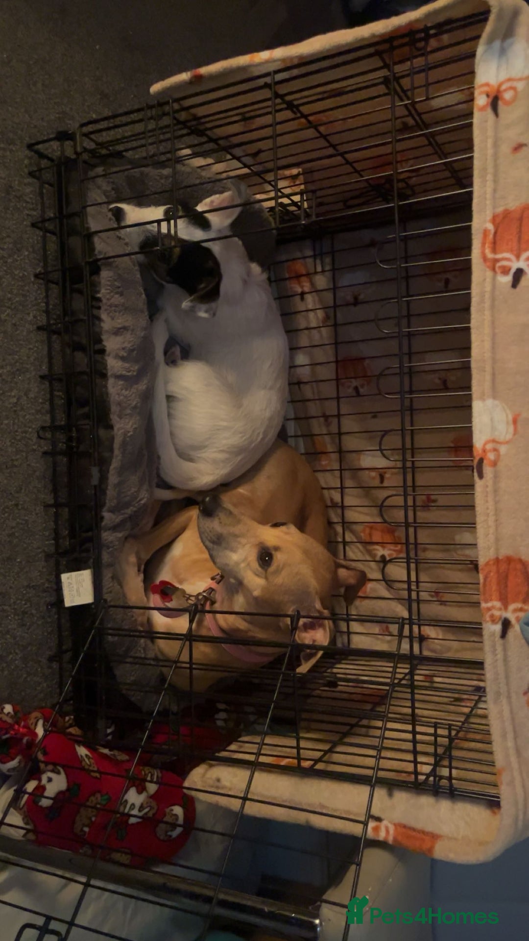 Jack Russell dogs for sale: Rosie - Advert 3