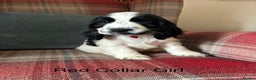 Cocker Spaniel dogs for sale: KC Registered, show type, cocker spaniel puppies - Advert 3