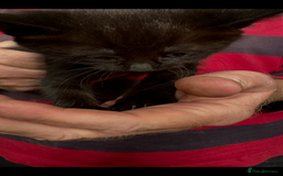 British Shorthair cats for sale: Beautiful kittens for sale  - Image 9