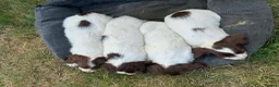 English Springer Spaniel dogs for sale: Springer spaniel pups - Advert 7