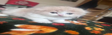 Scottish Fold 1